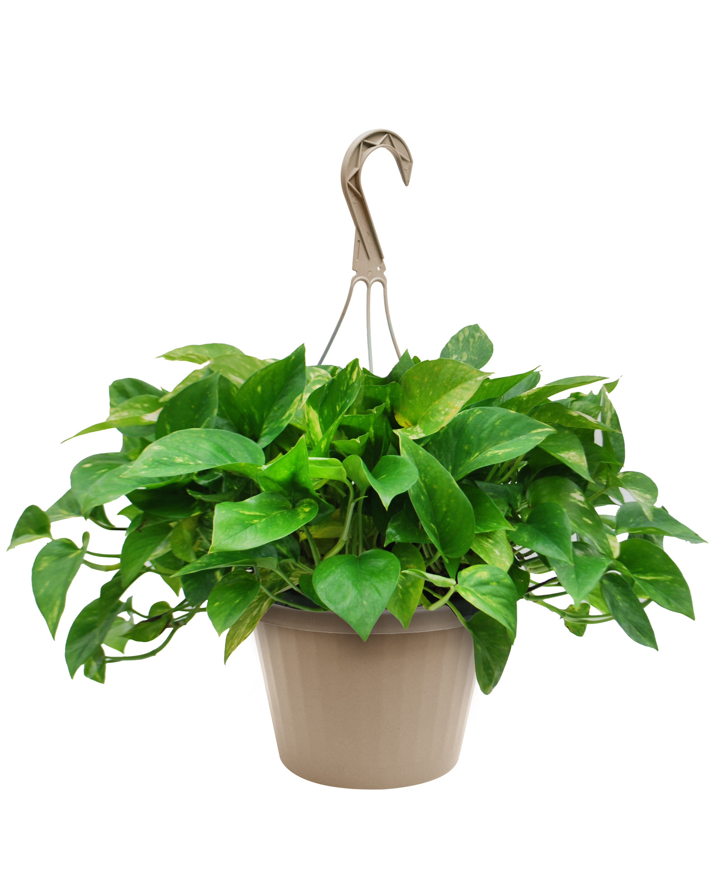 Pothos In Hanging Basket Joss Main