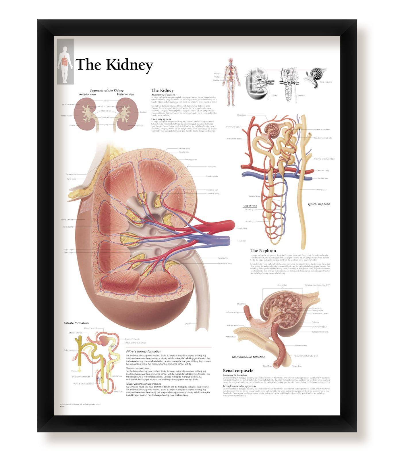 WallsThatSpeak The Kidney Framed Medical Poster | Wayfair