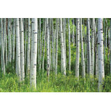 Aspen Tree Wallpaper Wayfair Ca