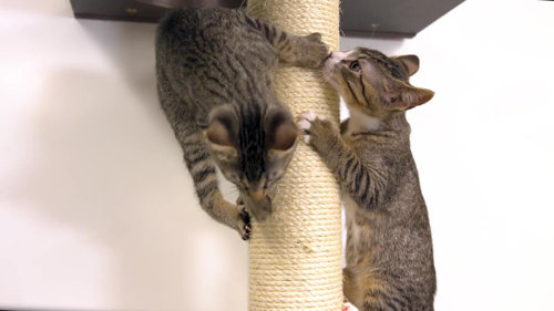 petfusion cat tree