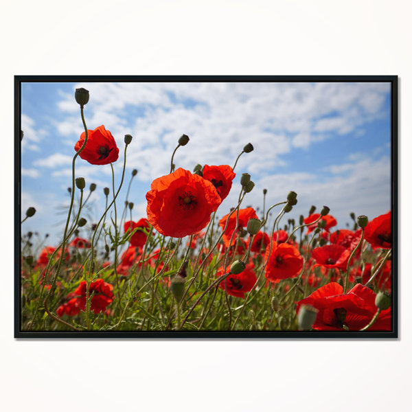 Red Poppy Pictures Wayfair