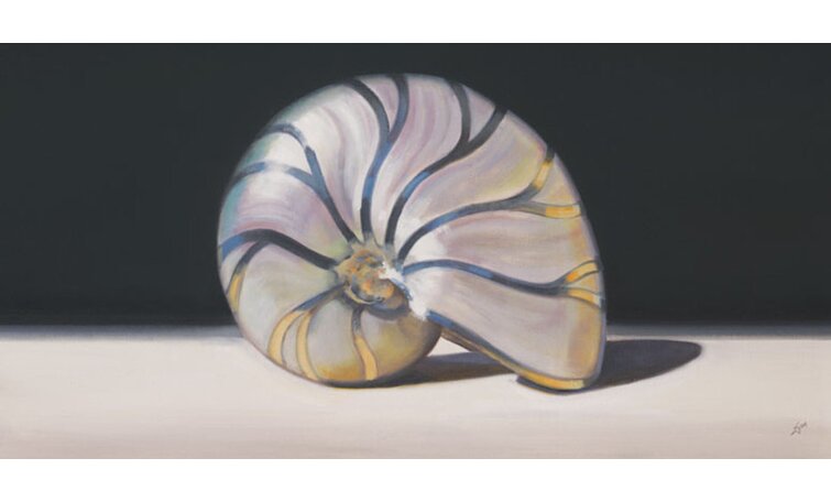 Greenbox Art Nautilus Shell Graphic Art Print Wayfair