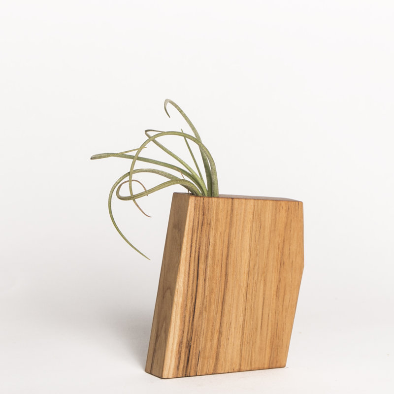 Boyce Studio Wyatt Jr Air Plant Holder Wood Pot Planter Wayfair