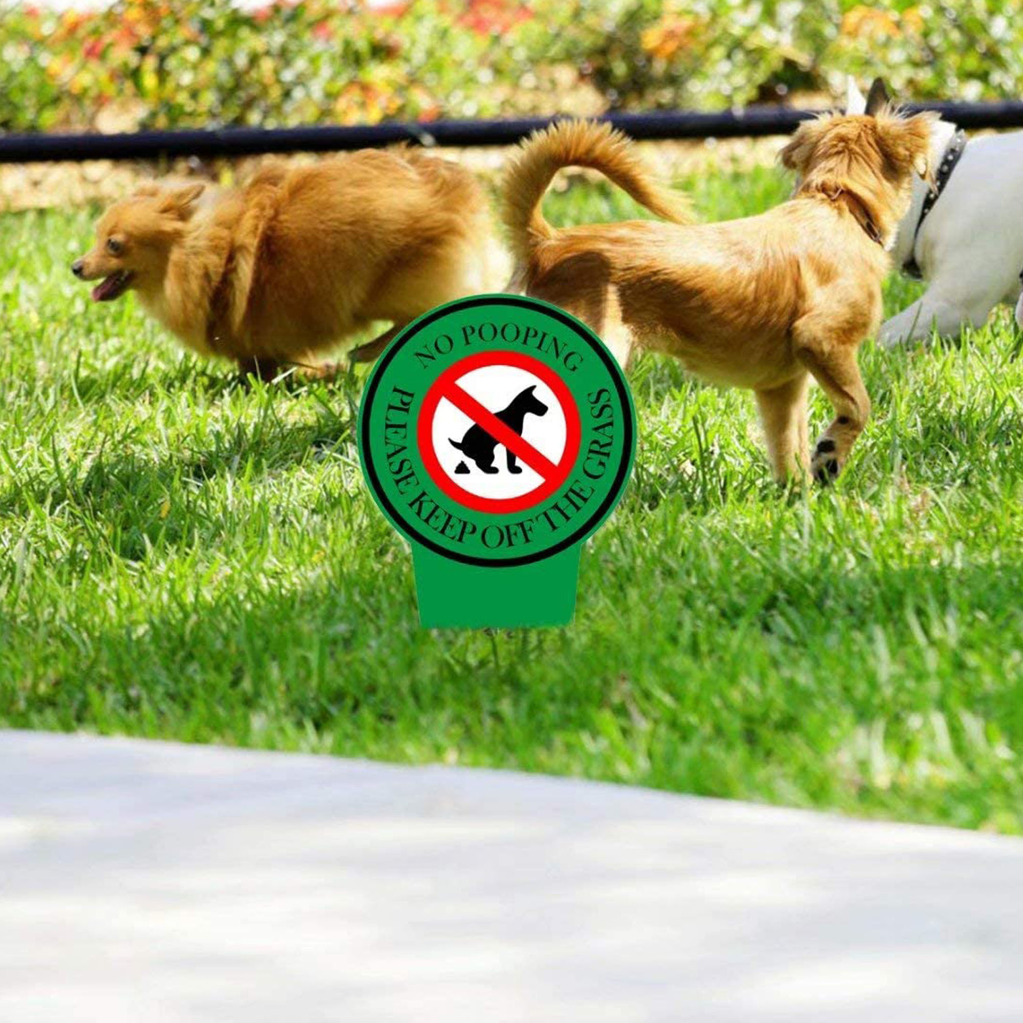 how to stop dogs from defecating on your lawn