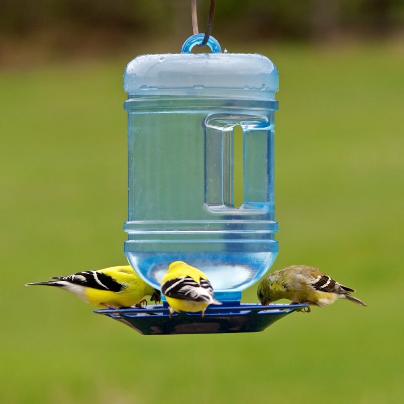 Perky Pet Water Cooler Hummingbird Feeder Reviews Wayfair