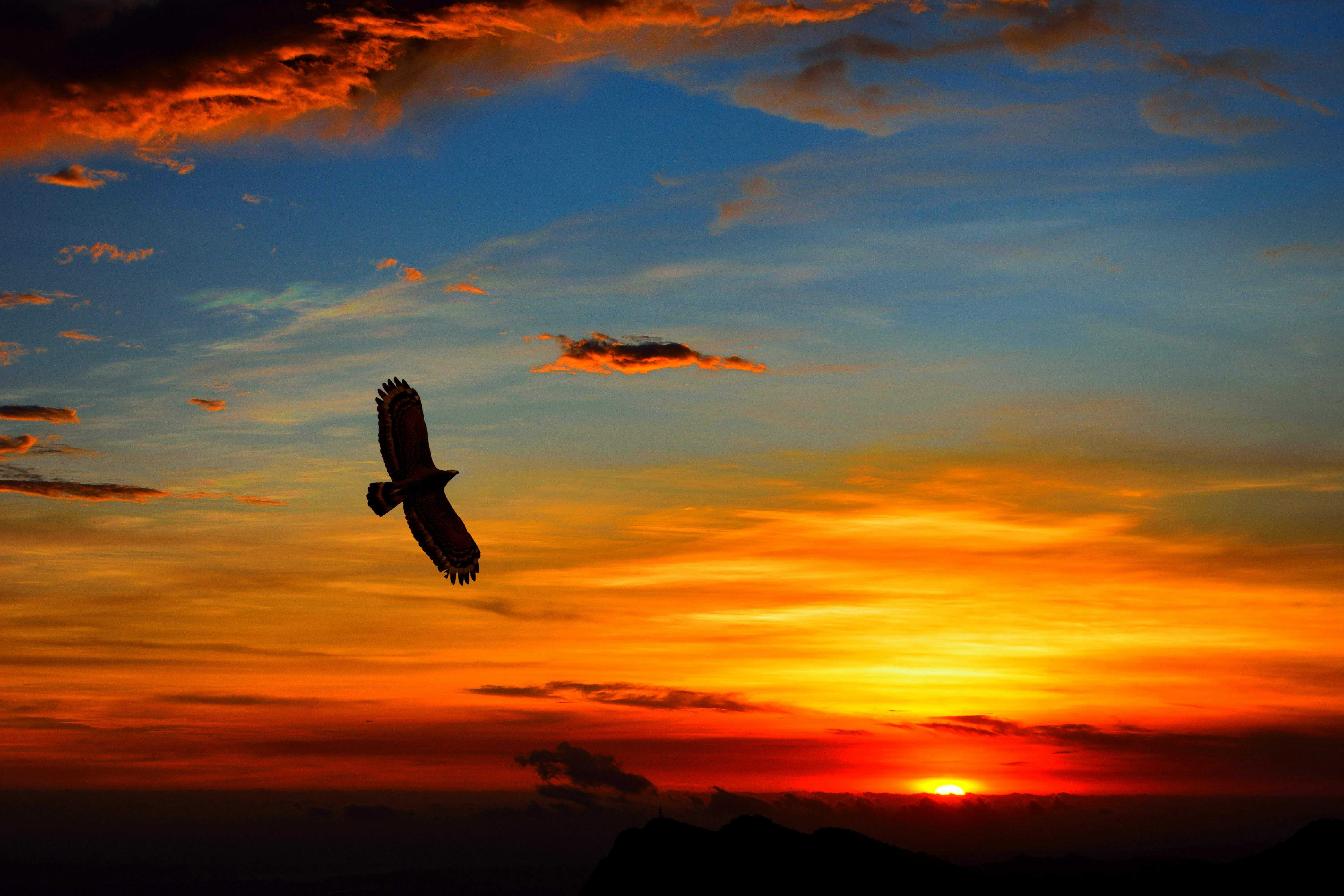 Highland Dunes Flying Eagle In Sunset by Chienmuhou Wrapped Canvas
