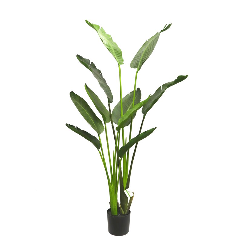 Bayou Breeze Travelers Palm Plant in Pot | Wayfair