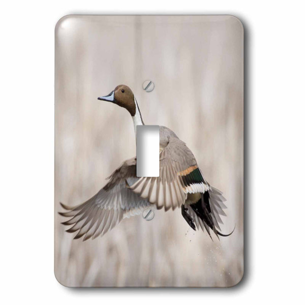 3drose Pintail Duck 1 Gang Toggle Light Switch Wall Plate Wayfair