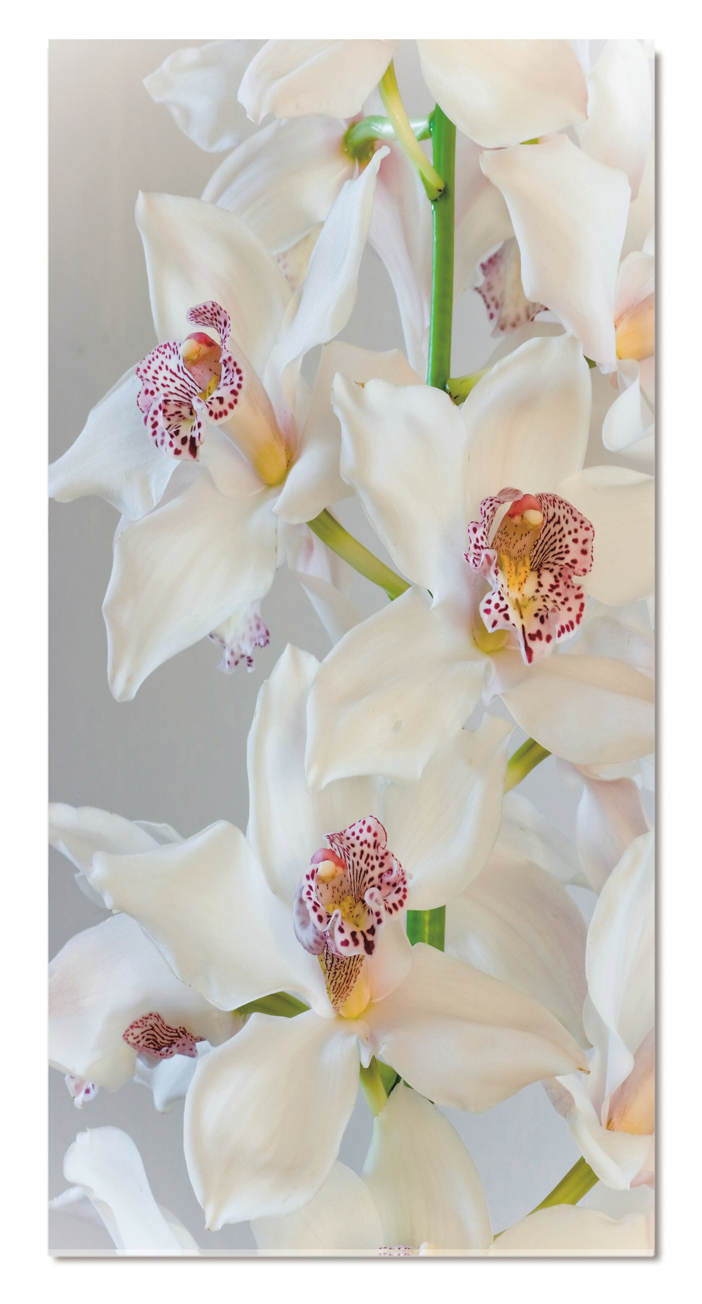 Bellini Modern Living White Cymbidium Or Boat Orchid Flowers Unframed Photographic Print On Acrylic Wayfair