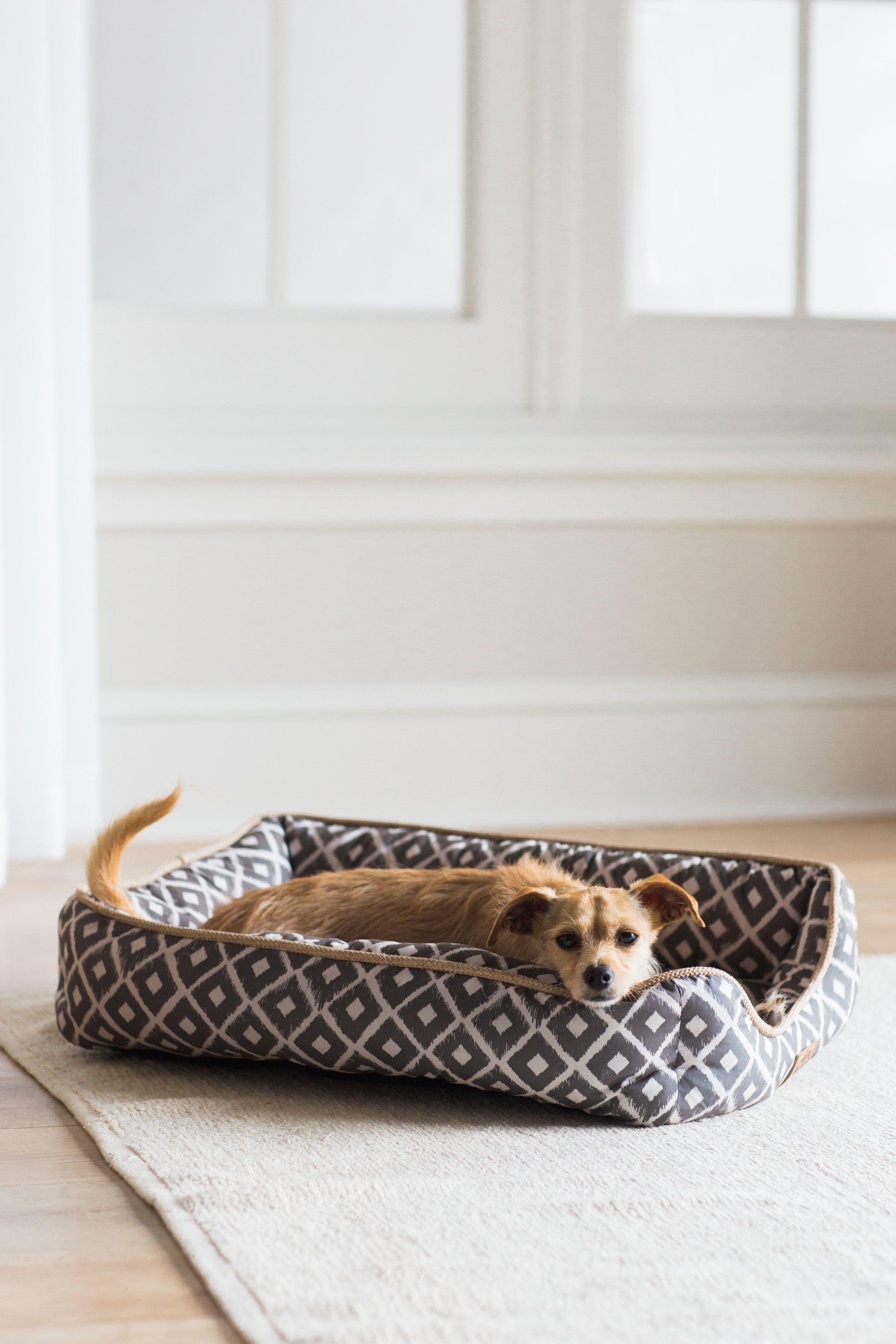 drawer dog bed