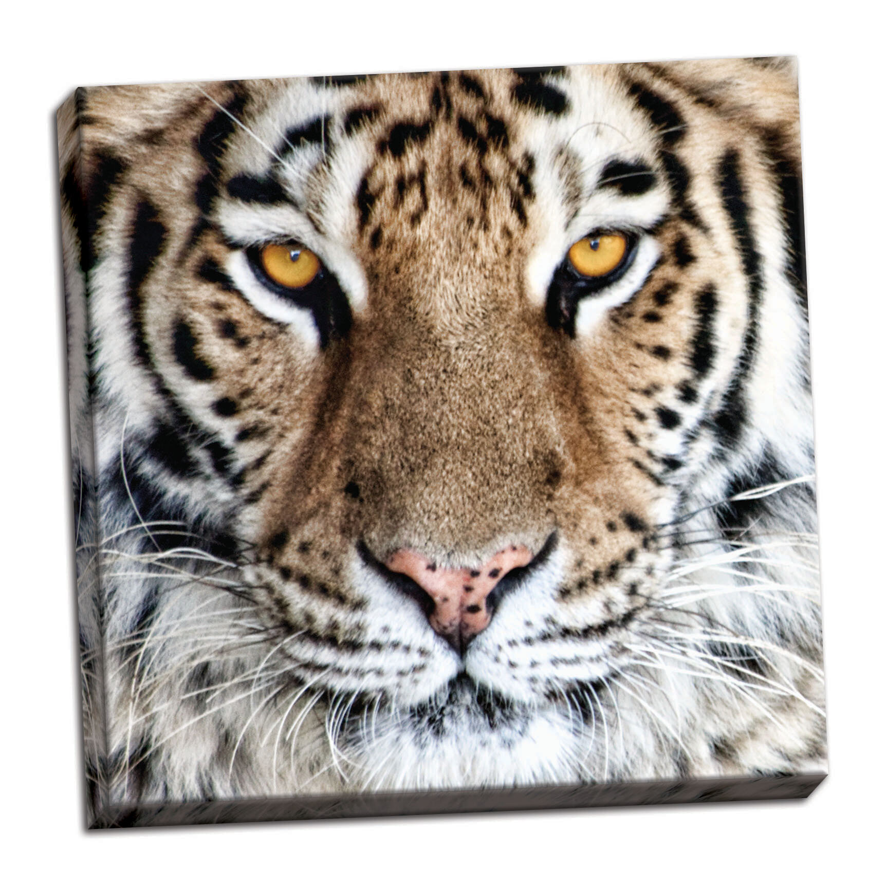 images of tiger eyes
