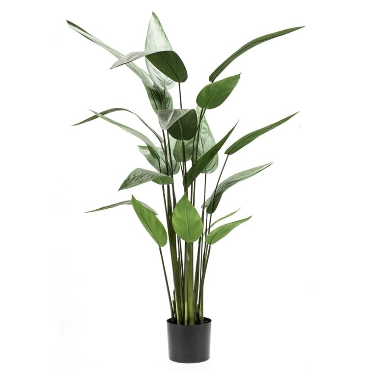 The Seasonal Aisle Floor Heliconia Plant in Pot & Reviews | Wayfair.co.uk