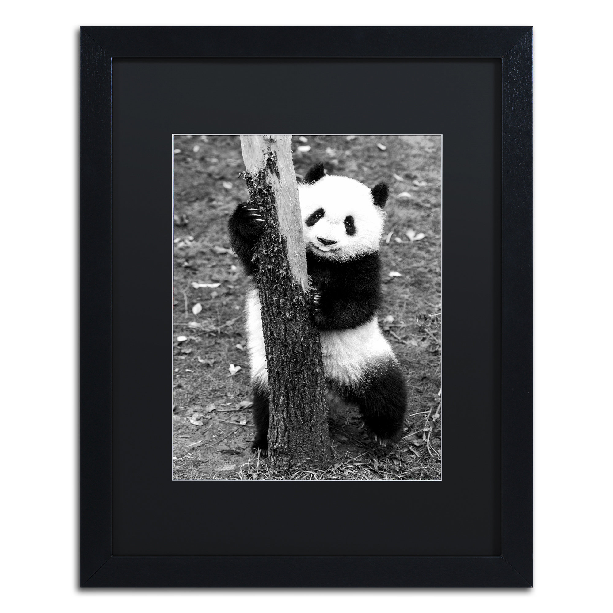 Trademark Art Panda Iii By Philippe Hugonnard Framed Photographic Print Wayfair