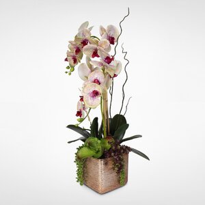 Silk Orchids and Succulents Floral Arrangement in Ceramic Pot