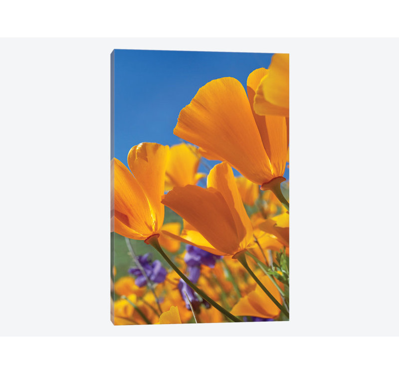 East Urban Home California Poppy Flowers Antelope Valley