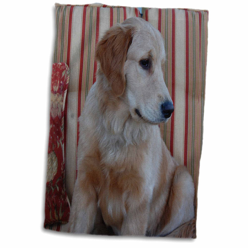 golden retriever towels