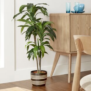 Bloomsbury Market Indoor Plants You Ll Love Wayfair