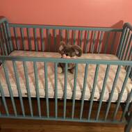 jenny lind crib wayfair