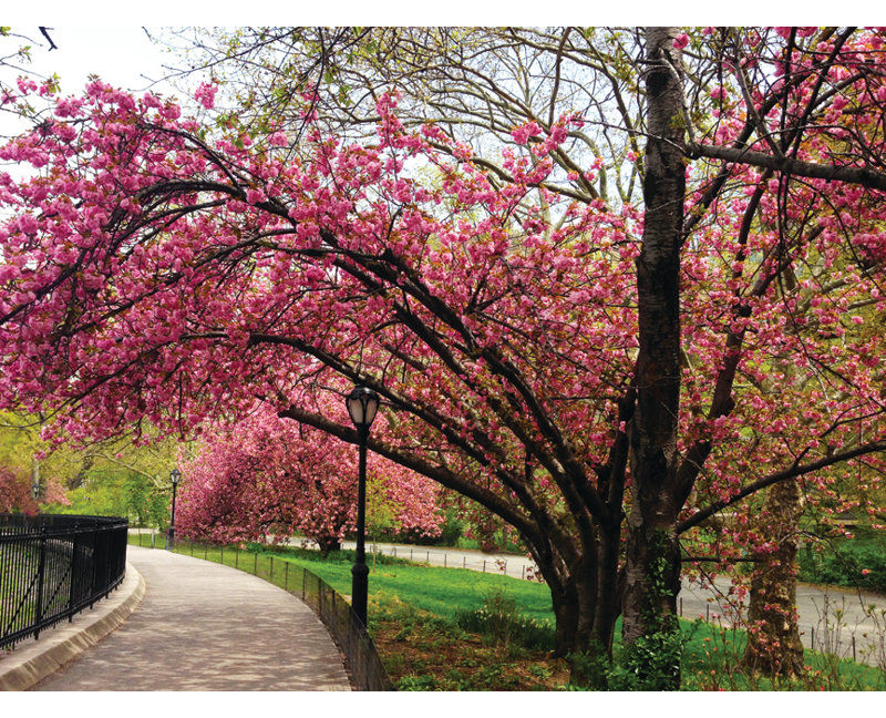 Buy Art For Less Cherry Blossom Tree By Marilu Windvand