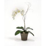 Ceramic Orchid Pots Wayfair