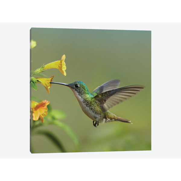 East Urban Home Andean Emerald Hummingbird Feeding On Flower Ecuador Graphic Art Print On Canvas Wayfair