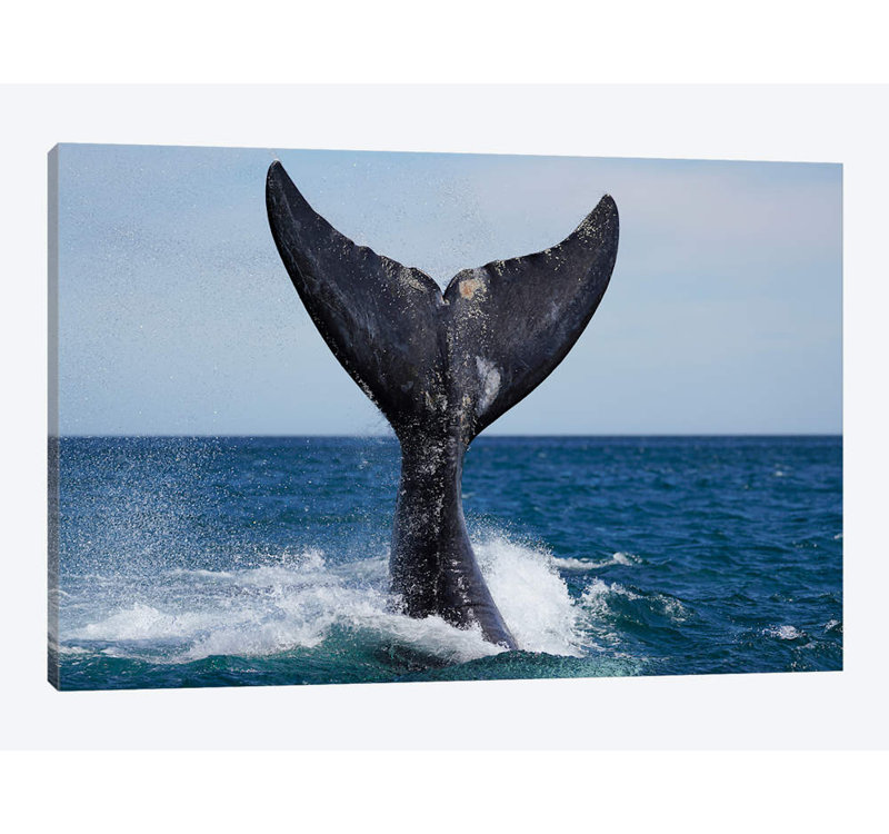 East Urban Home Southern Right Whale Tail Slapping Peninsula Valdez Argentina I Photographic Print On Canvas Wayfair