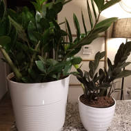 Costa Farms 12 Live Raven Zz Plant In Planter Reviews Wayfair