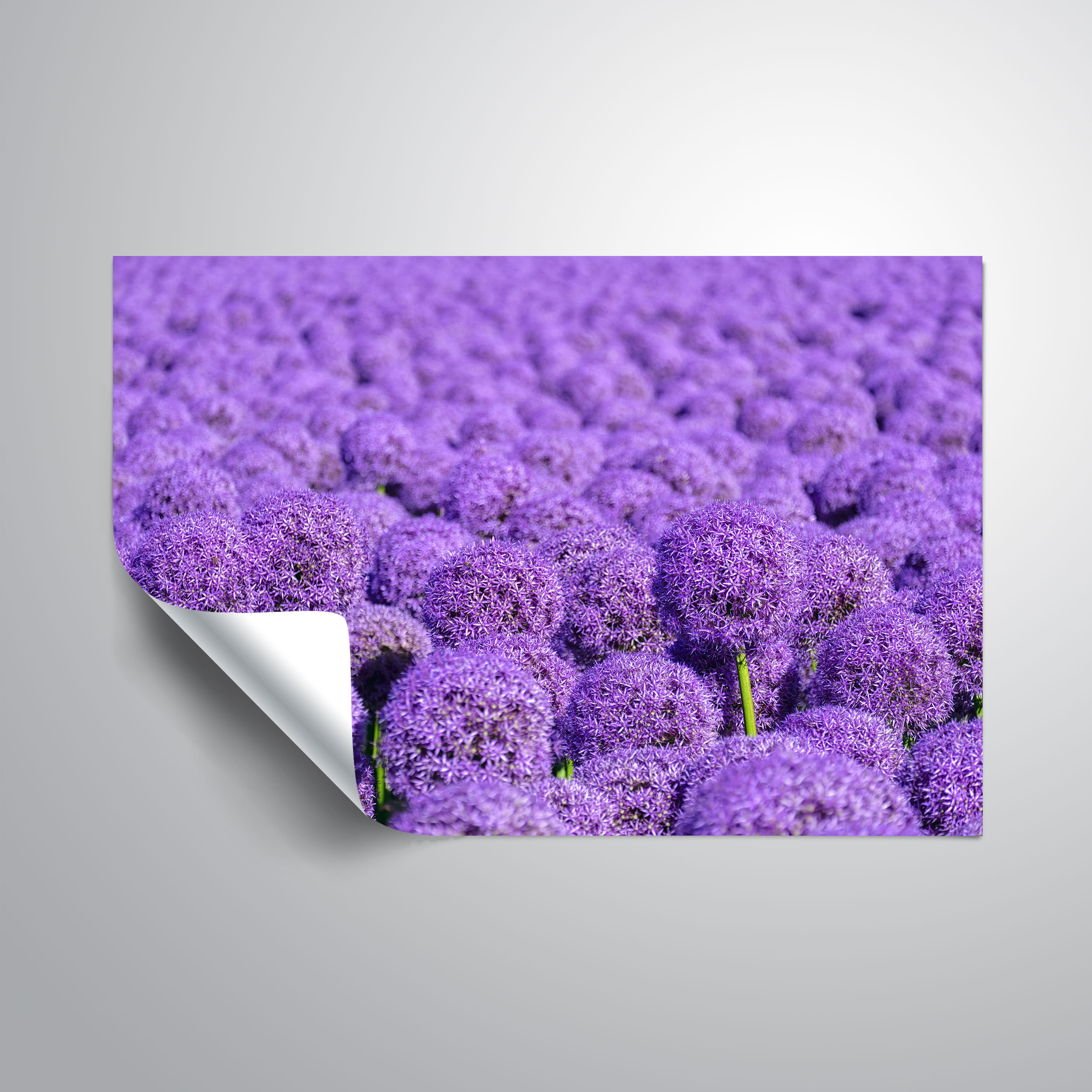 Ophelia & Co. Allium Removable Wall Decal Wayfair