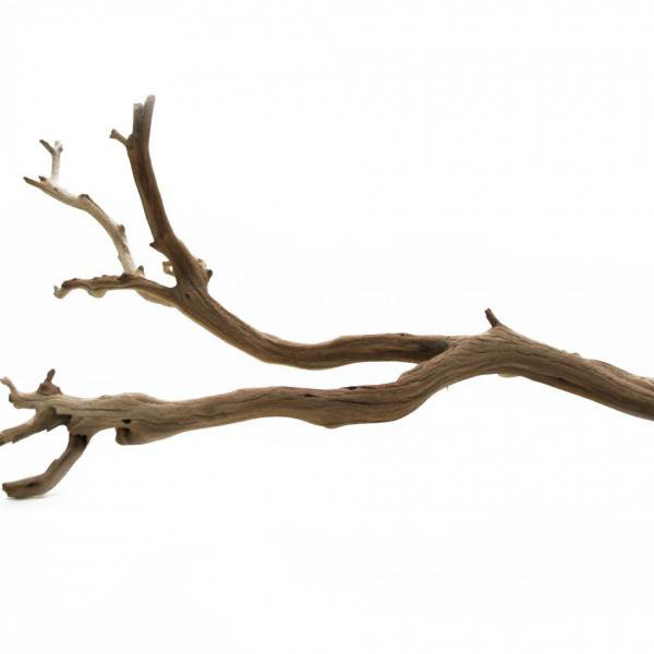 Beachcrest Home Decorative Natural California Driftwood Branch