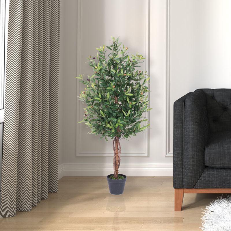 Olive Tree in Pot