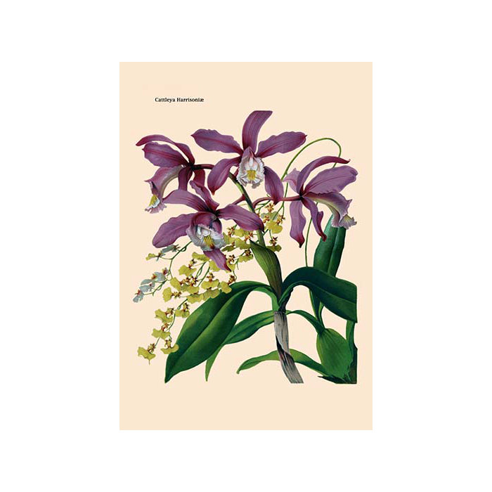 Athena Huge Online Selection Of Posters And Frames