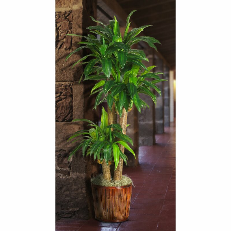 Beachcrest Home 50 Artificial Dracaena Plant In Planter Reviews Wayfair