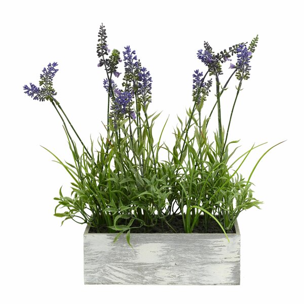 Ophelia & Co. Lavender Flowering Plant in Planter ...