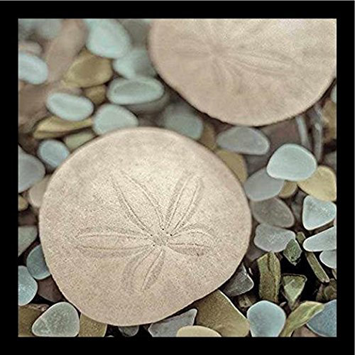 Sand Dollar Decor Wayfair