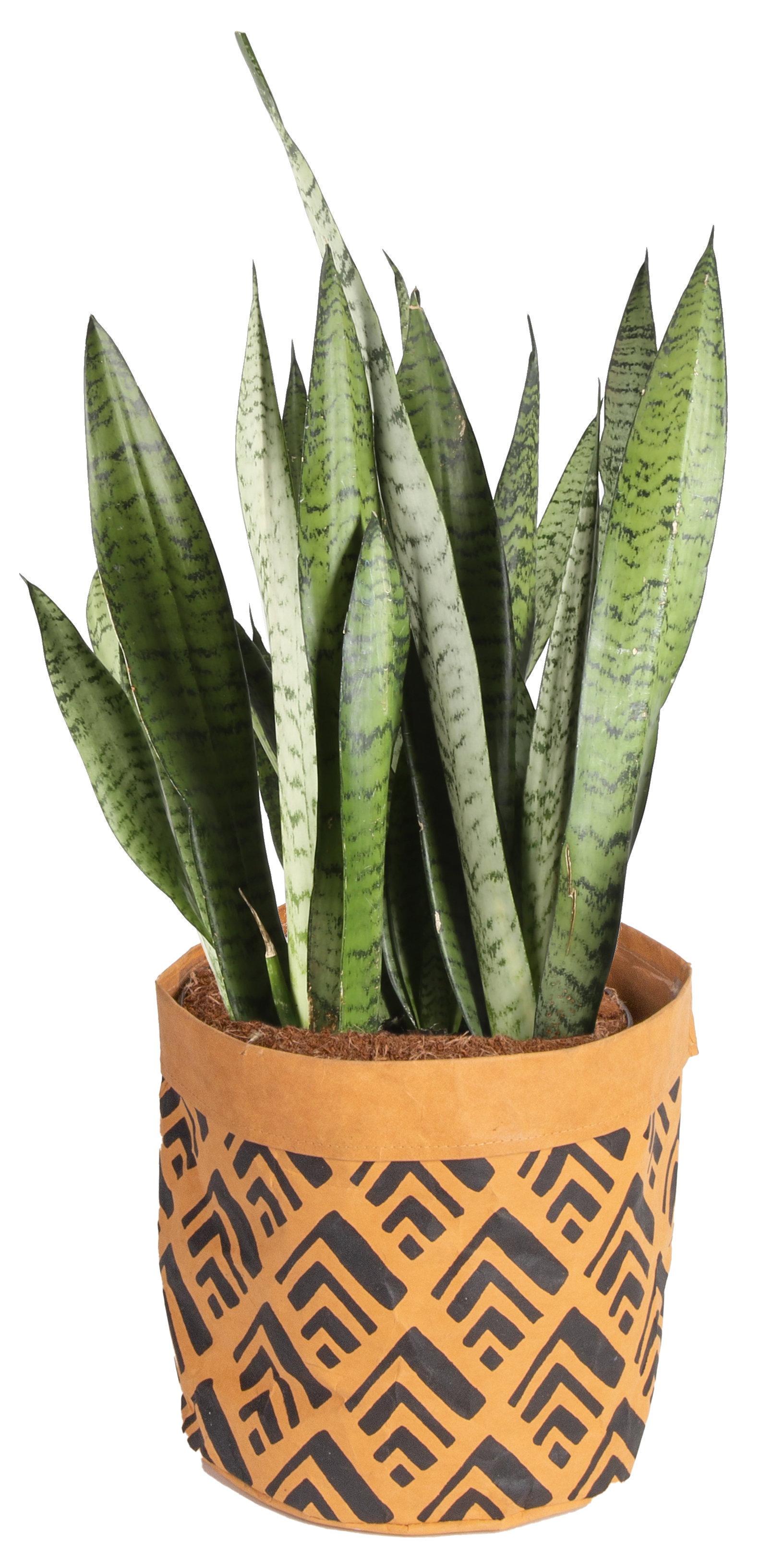 Costa Farms Snake Plant in Basket & Reviews Wayfair