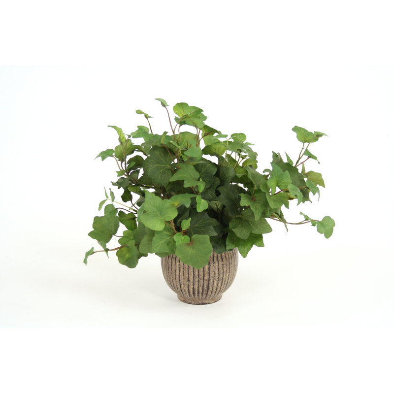 Distinctive Designs Hedera Ivy Desk Top Plant In Pot Wayfair Ca