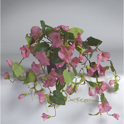Petunia Desktop Flowering Plant in Pot Bay Isle Home Flower Colour: Pink