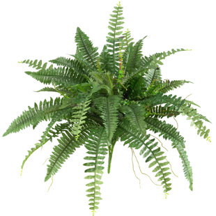 Boston Fern Hanging Basket Wayfair 2 Piece Boston Fern Hanging Plant Set Of
