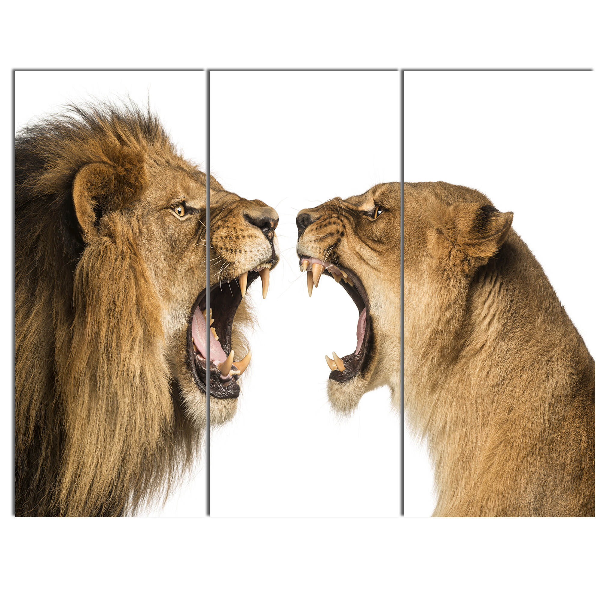 Designart Lion And Lioness Roaring 3 Piece Photographic Print On