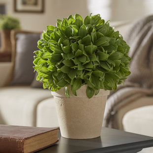 Indoor Cache Pots Wayfair Kinsley Topiary Plant In Pot