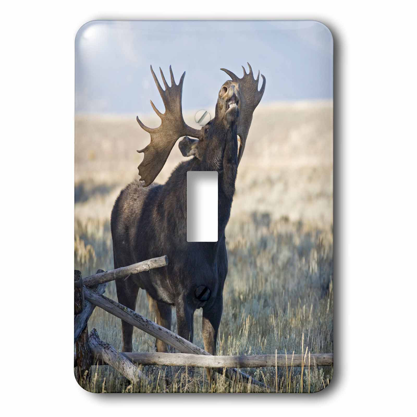 3drose Wyoming Grand Teton National Park Bull Moose 1 Gang Toggle Light Switch Wall Plate Wayfair
