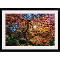 Centioli Photography 'Japanese Maple Tree' Photographic Print & Reviews ...