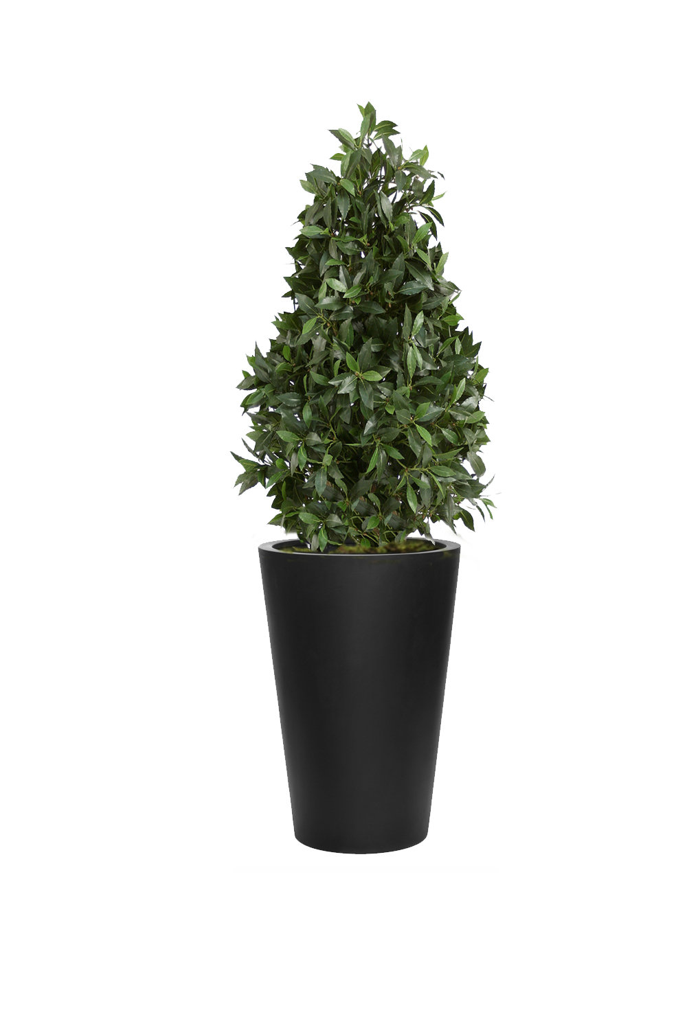 Distinctive Designs 4 5 Laurel Pear Shaped Topiary In Fiberstone Black Planter Wayfair