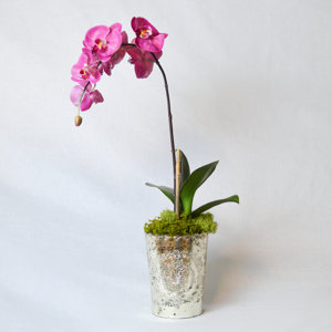 Lark Manor Orchid In Vintage Mercury Glass Santisuk Lukjing