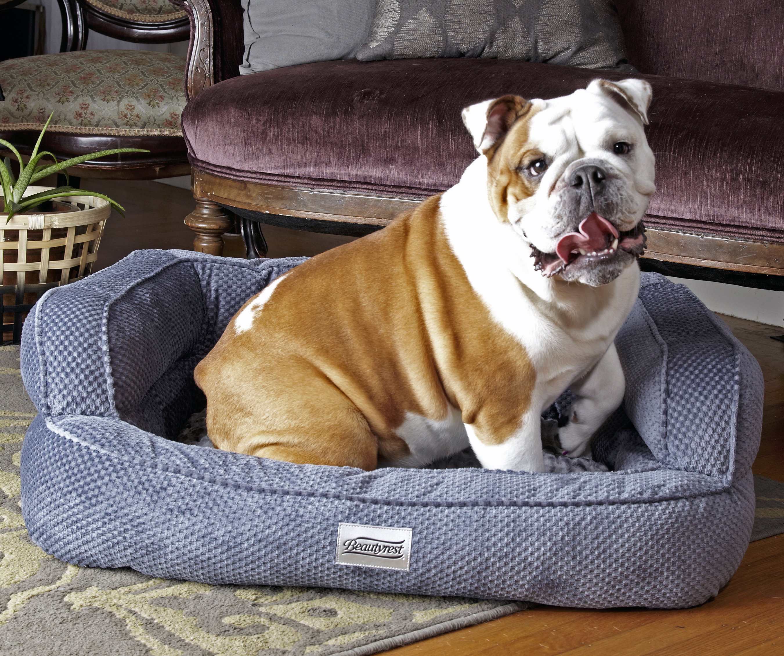 R2PPetLtd. Beautyrest Colossal Rest Dog Bed & Reviews Wayfair