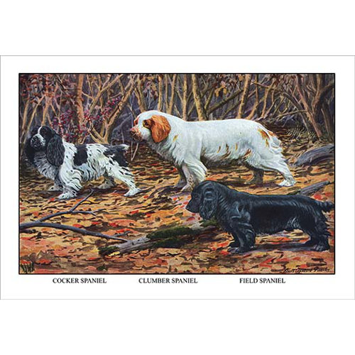 clumber spaniel cocker spaniel