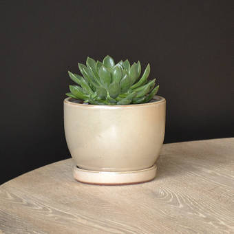 August Grove Danyel Iron Tin Pot Planter Wayfair
