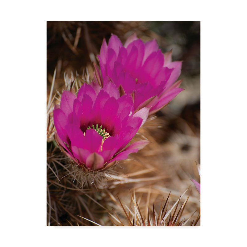Trademark Art Desert Cactus Flora By Photographic Print On