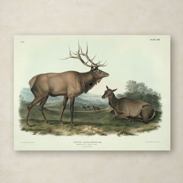 Simple Living Elk Michael Mullan tree nature woods wildlife Print Poster 12x12 