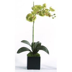 Green Single Orchid Floral Arrangement in Planter